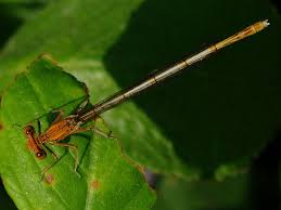 Attēlu rezultāti vaicājumam “Platycnemis pennipes female”