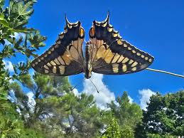 Attēlu rezultāti vaicājumam “Papilio machaon underside”