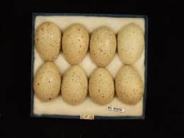 Attēlu rezultāti vaicājumam “Fulica atra eggs”