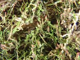 Attēlu rezultāti vaicājumam “Anastrophyllum hellerianum”