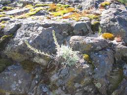 Attēlu rezultāti vaicājumam “Artemisia campestris”