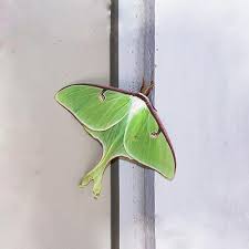 Attēlu rezultāti vaicājumam “Saturniidae”