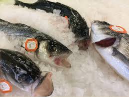 Image result for Dicentrarchus labrax