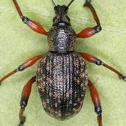 Attēlu rezultāti vaicājumam “Rhynchaenus lonicerae”