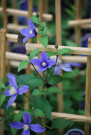 Attēlu rezultāti vaicājumam “Clematis”