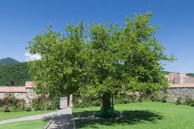 Attēlu rezultāti vaicājumam “Morus alba”