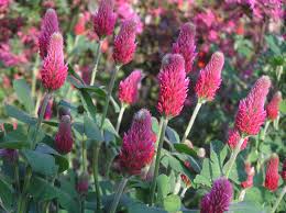 Image result for Trifolium incarnatum