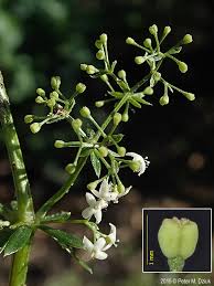 Attēlu rezultāti vaicājumam “Galium elongatum flower”