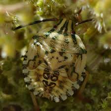 Attēlu rezultāti vaicājumam “Carpocoris sp. nymph”