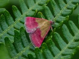 Attēlu rezultāti vaicājumam “Phytometra viridaria”