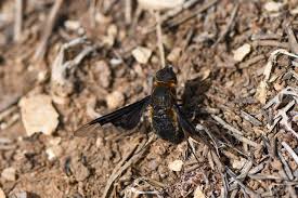 Attēlu rezultāti vaicājumam “Hemipenthes morio”