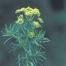 Attēlu rezultāti vaicājumam “Euphorbia cyparissias leaf”