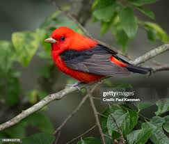 Image result for Piranga olivacea