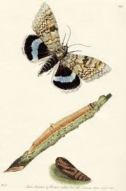 Attēlu rezultāti vaicājumam “Catocala fraxini”