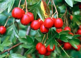 Attēlu rezultāti vaicājumam “Crataegus monogyna fruit”