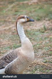 Attēlu rezultāti vaicājumam “Anser anser”