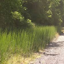 Attēlu rezultāti vaicājumam “Equisetum hyemale”