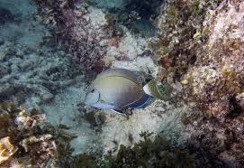 Image result for Acanthurus bahianus