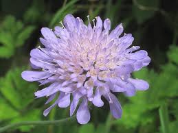 Image result for Knautia arvensis