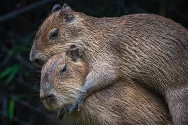 Attēlu rezultāti vaicājumam “Hydrochoerus hydrochaeris”
