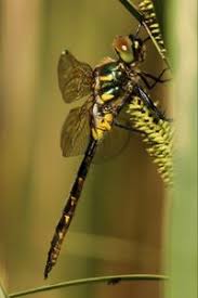 Attēlu rezultāti vaicājumam “Somatochlora flavomaculata”