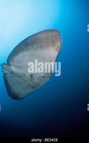 Image result for Gymnura micrura