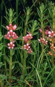 Attēlu rezultāti vaicājumam “Glaux maritima flower”