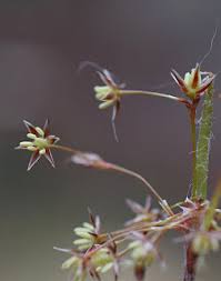 Attēlu rezultāti vaicājumam “Luzula pilosa bud”