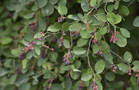 Attēlu rezultāti vaicājumam “Amelanchier spicata flower”