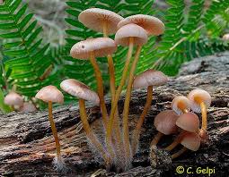 Attēlu rezultāti vaicājumam “Mycena renati”