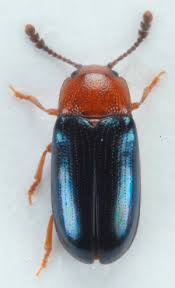 Attēlu rezultāti vaicājumam “Triplax aenea”