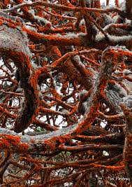 Attēlu rezultāti vaicājumam “Caloplaca scopularis”