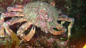 Image result for Maja brachydactyla