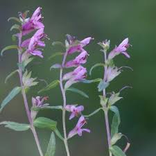 Attēlu rezultāti vaicājumam “Odontites vulgaris”