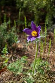 Attēlu rezultāti vaicājumam “Pulsatilla patens flower”