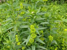 Attēlu rezultāti vaicājumam “Lithospermum officinale”