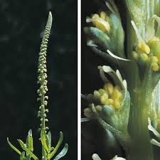 Image result for Reseda luteola