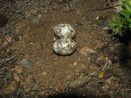 Attēlu rezultāti vaicājumam “Caprimulgus europaeus eggs”