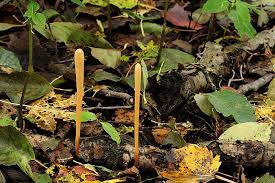 Attēlu rezultāti vaicājumam “Macrotyphula fistulosa”