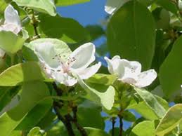 Attēlu rezultāti vaicājumam “Cydonia oblonga flower”