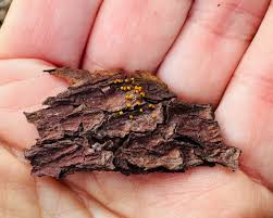 Attēlu rezultāti vaicājumam “Physarum auriscalpium young”