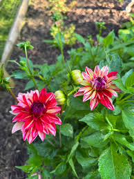 Image result for Dahlia Darkarin`