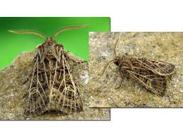 Attēlu rezultāti vaicājumam “Tholera decimalis female”