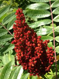 Attēlu rezultāti vaicājumam “Cyperus fuscus fruit”