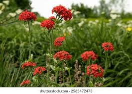 Attēlu rezultāti vaicājumam “Silene chalcedonica”