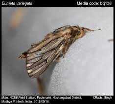 Attēlu rezultāti vaicājumam “Psychidae”