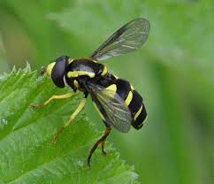 Attēlu rezultāti vaicājumam “Xanthogramma sp. male”