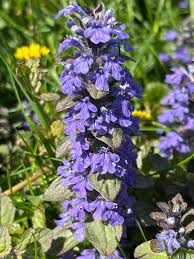 Image result for Ajuga reptans