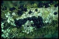 Attēlu rezultāti vaicājumam “Fuligo laevis”