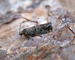 Attēlu rezultāti vaicājumam “Gelechia scotinella”